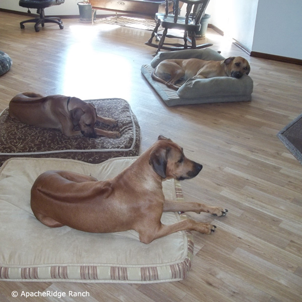 Ridgebacks relaxing and ready to go on a hike!