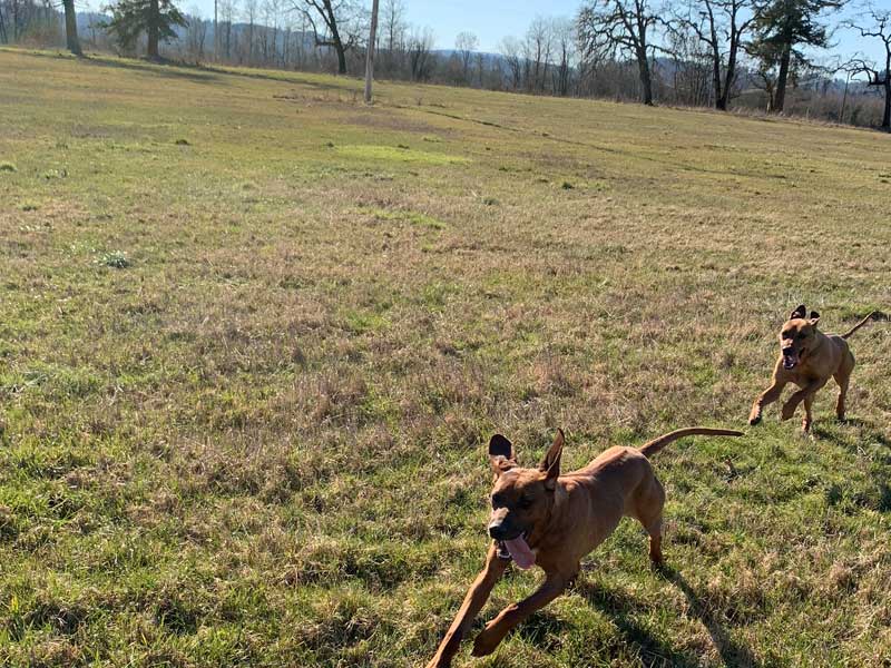 Rhodesian Ridgeback Puppies Available Now