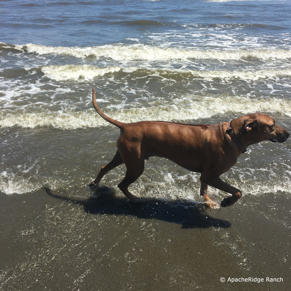 Sweet ApacheRidge Ridgebacks love to swim in Oregon!