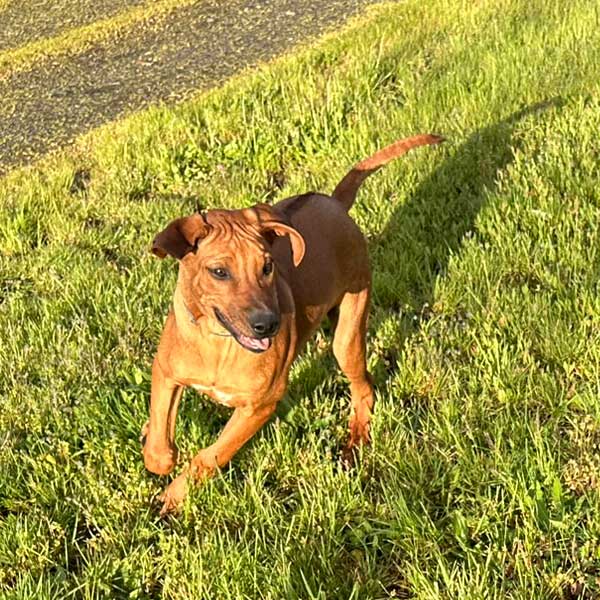 Beautiful Ridgeback Puppy Available Now!