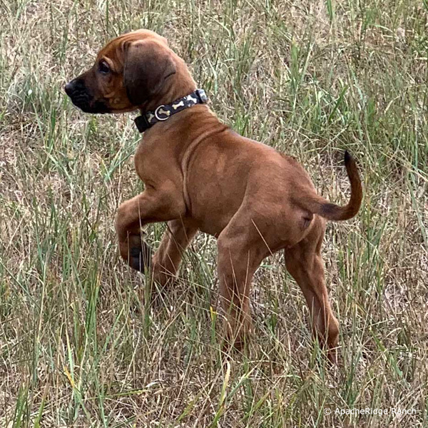 Handsome Liver Nose Rhodesian Ridgeback