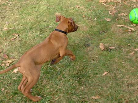 Rhodesian Ridgeback Puppies Available Now