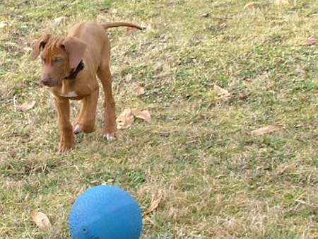Rhodesian Ridgeback Puppies Available Now