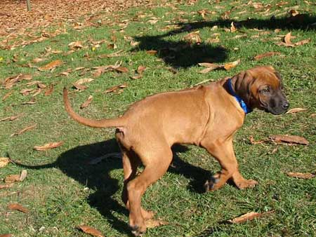 Rhodesian Ridgeback Puppies Available Now