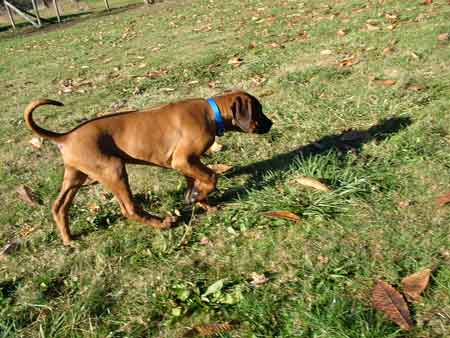 Rhodesian Ridgeback Puppies Available Now