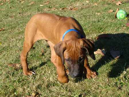 Rhodesian Ridgeback Puppies Available Now