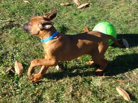 Rhodesian Ridgeback Puppies Available Now