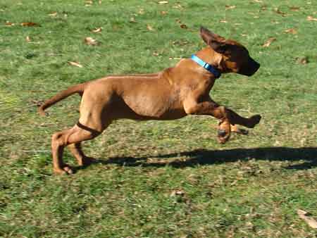 Rhodesian Ridgeback Puppies Available Now