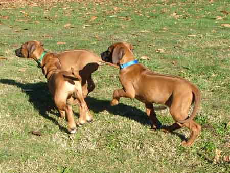 Rhodesian Ridgeback Puppies Available Now