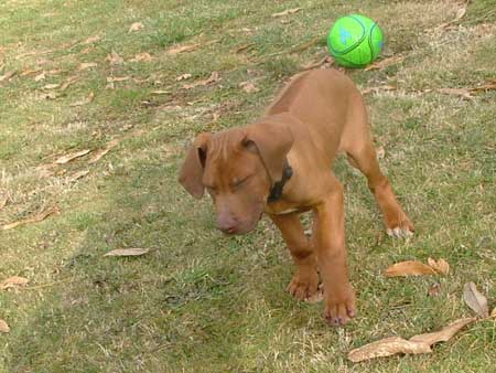 Rhodesian Ridgeback Puppies Available Now