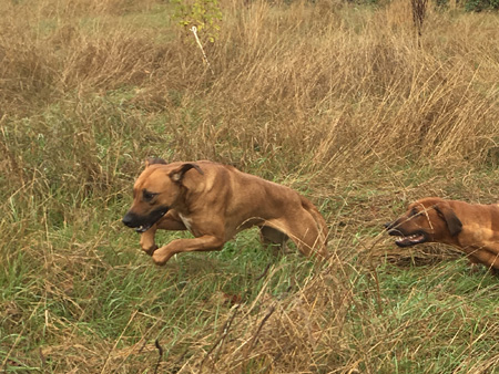 Rhodesian Ridgeback Puppies Available Now