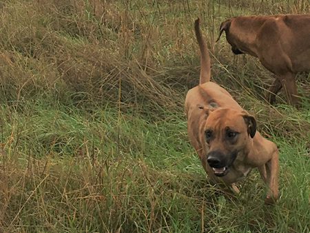 Rhodesian Ridgeback Puppies Available Now