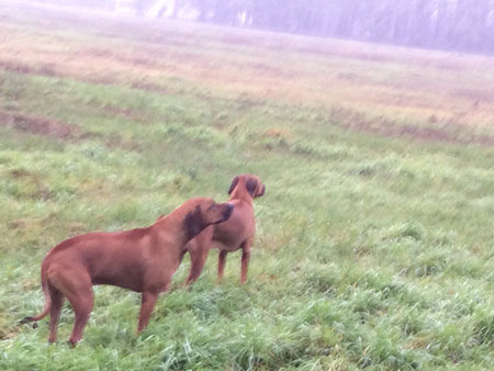 Rhodesian Ridgeback is available now!