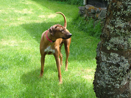 Rhodesian Ridgeback Murphy 19 months old available