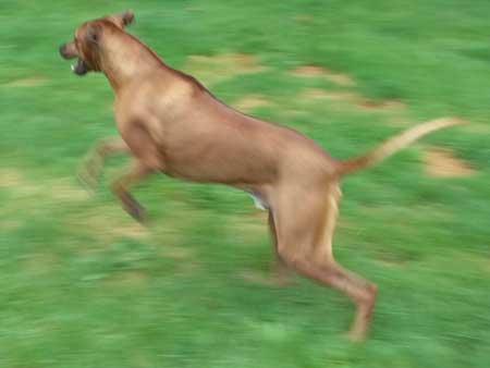 Sweet Rhodesian Ridgebacks